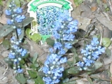 Ajuga