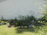 Back garden