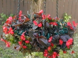 hanging basket