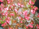 begonia hanging basket