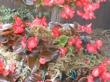 begonias