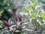 butterfly garden