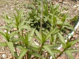 bfly weed