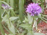 blue mountain