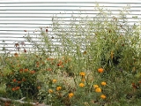 butterflygarden.jpg