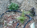 butterfly garden