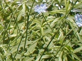 chicory