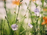 chicory and day lilies