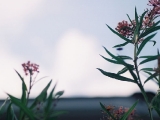 cinderella butterfly weed