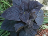 coleus