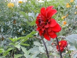 compostdahlia.jpg
