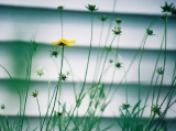Coreopsis