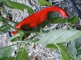 giantmarconipepper.jpg