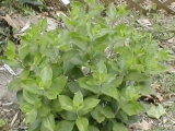 goldenrod