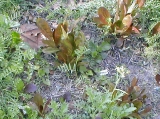 greens