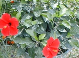hibiscus2.jpg