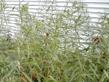 lacewingsateaphids.jpg