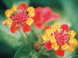 lantana