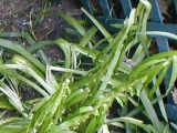 lilies devastation