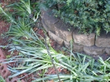 lilies devastation
