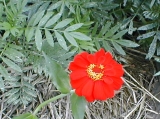 mexicansunflowertorch.jpg