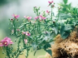 Nemesia