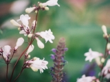 Pentstemon
