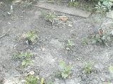 peppers