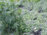tansy in the hairy vetch