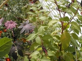 pokeweed.jpg