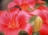 Lilies