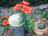 lilies