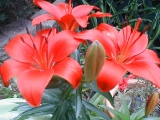 lilies