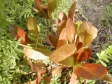 romaine