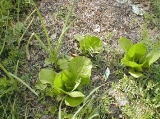 romaine