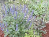 sage