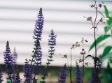 sage and pentstemon