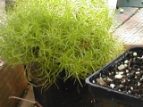 scotchmoss