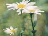 shasta daisy