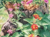 lantana