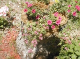 stump