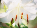 unknown lily