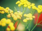 tansy