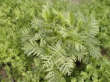 tansy in vetch