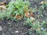 tansy in vetch