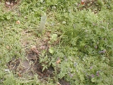 tomato in vetch