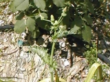 thistle weed