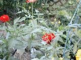 veggardenzinnias.jpg