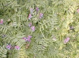 blooming hairy vetch