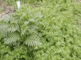 hariy vetch